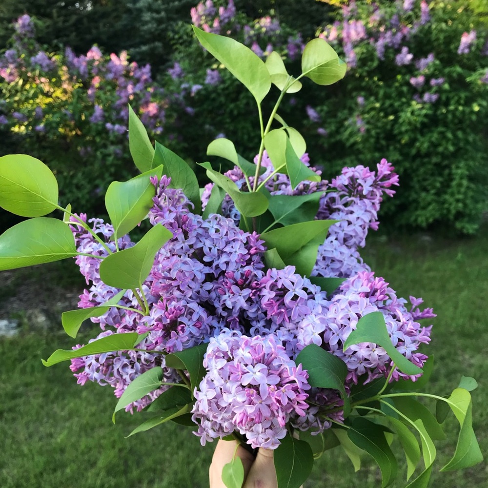 Meet your Posher, Maddy!